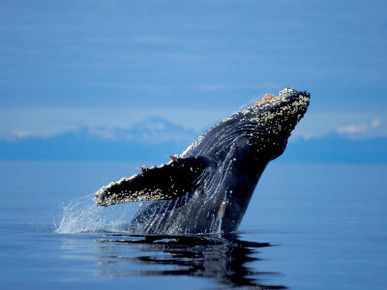 Breaching Humpback Whale, Inside Passage, Southeast Alaska, USA