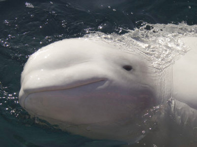 A Beluga Whale Gazes at the Camera