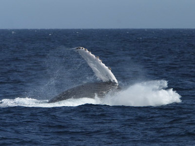 A Breaching Humpback Whale