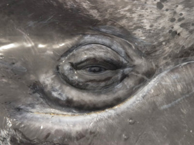 A Close View of the Eye of a Gray Whale Calf