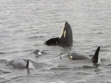 A Killer Whale Pod in Johnstone Strait