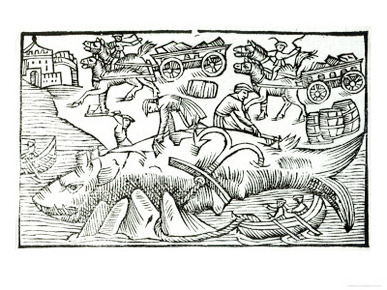 Whale Flensing in the Faroes, from Historia de Gentibus Septentrionalibus by Olaus Magnus