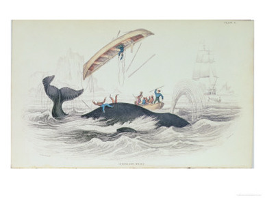 Greenland Whale, Book Illustration Engraved by William Home Lizars