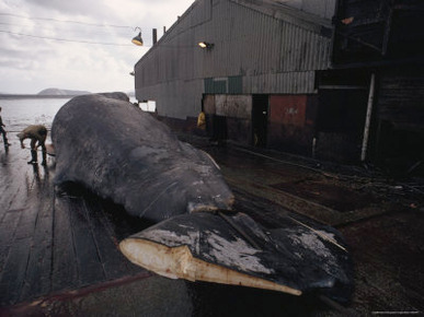 Workers Butcher a Whale, Frenchman Bay near Albany, Australia