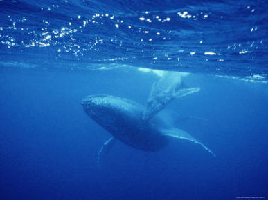 An Adult and Juvenile Humpback Whale Glide Through the Water