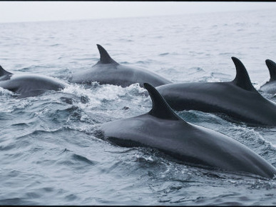 A School of False Killer Whales