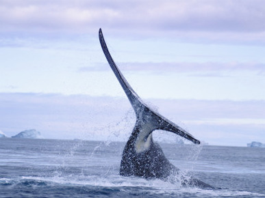 A Bowhead Whale, Also Known as a Greenland Right Whale, Smashes its Tail on the Waters Surface