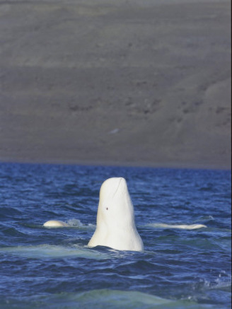 A Beluga Whale Lifts Head out of Water and Spy Hops to Get a View