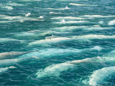 A Pod of Beluga Whales Swim at the Waters Surface