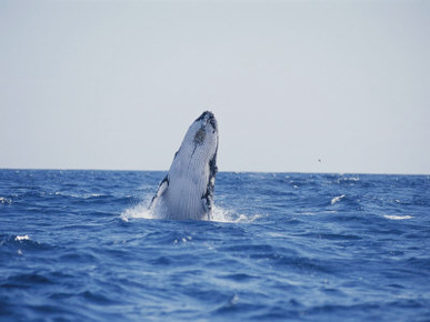 A Humpback Whale Calf Breaches