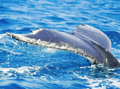 A Hump-Back Whales Tail is All That Can Be Seen as it Dives under the Water