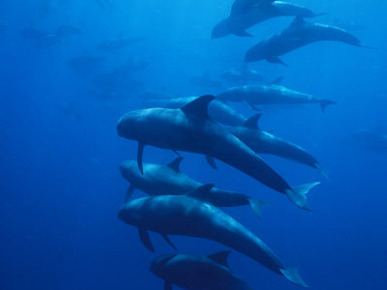 A Pod of Melon-Headed Whales Swimming Underwater