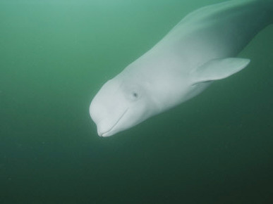 Underwater Close View of a Beluga Whale