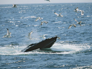 Gulls Fly over the Open Mouth of a Feeding Humpback Whale