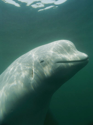 Close-up of a Beluga Whale