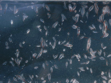 Rice-Sized Copepods are the Primary Food Source for Bowhead Whales