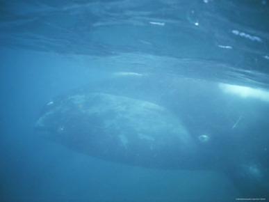 Underwater View of an Endangered Bowhead Whale