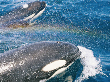 A Pair of Killer Whales Swimming Near the Continental Shelf