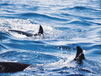 A Pair of Killer Whales Swimming Near the Continental Shelf